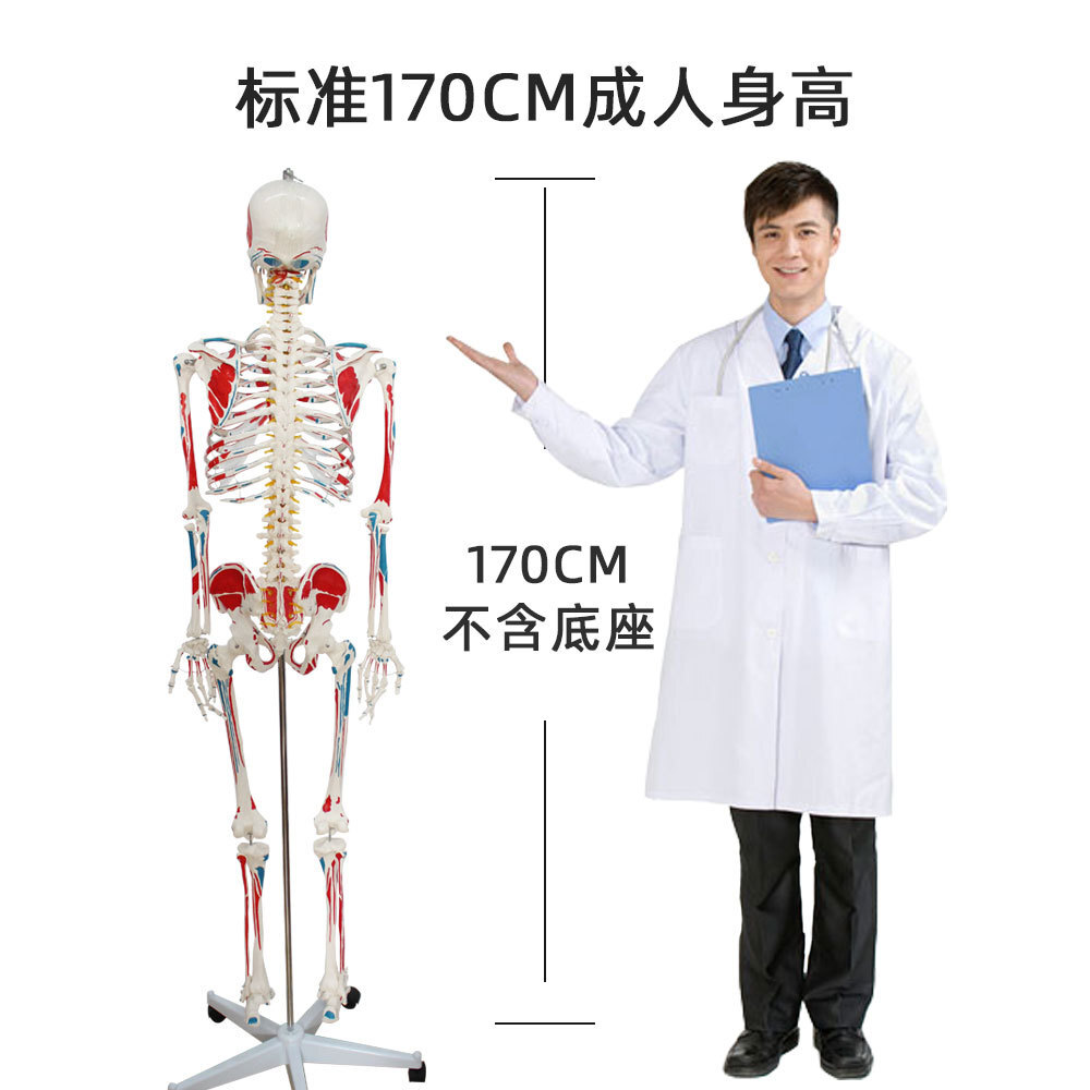 人體骨骼模型教學用帶全身肌肉起止手繪彩色170cm人體骨架模型