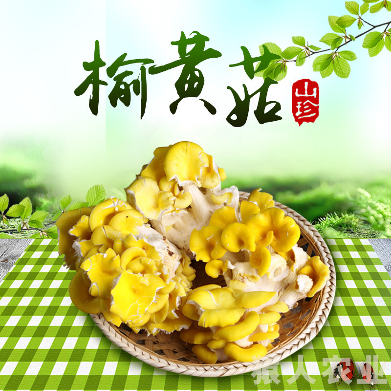 Yunnan fresh-eating fungus fragrance mouths artificially grow chicken oil fungus from mushroom factory