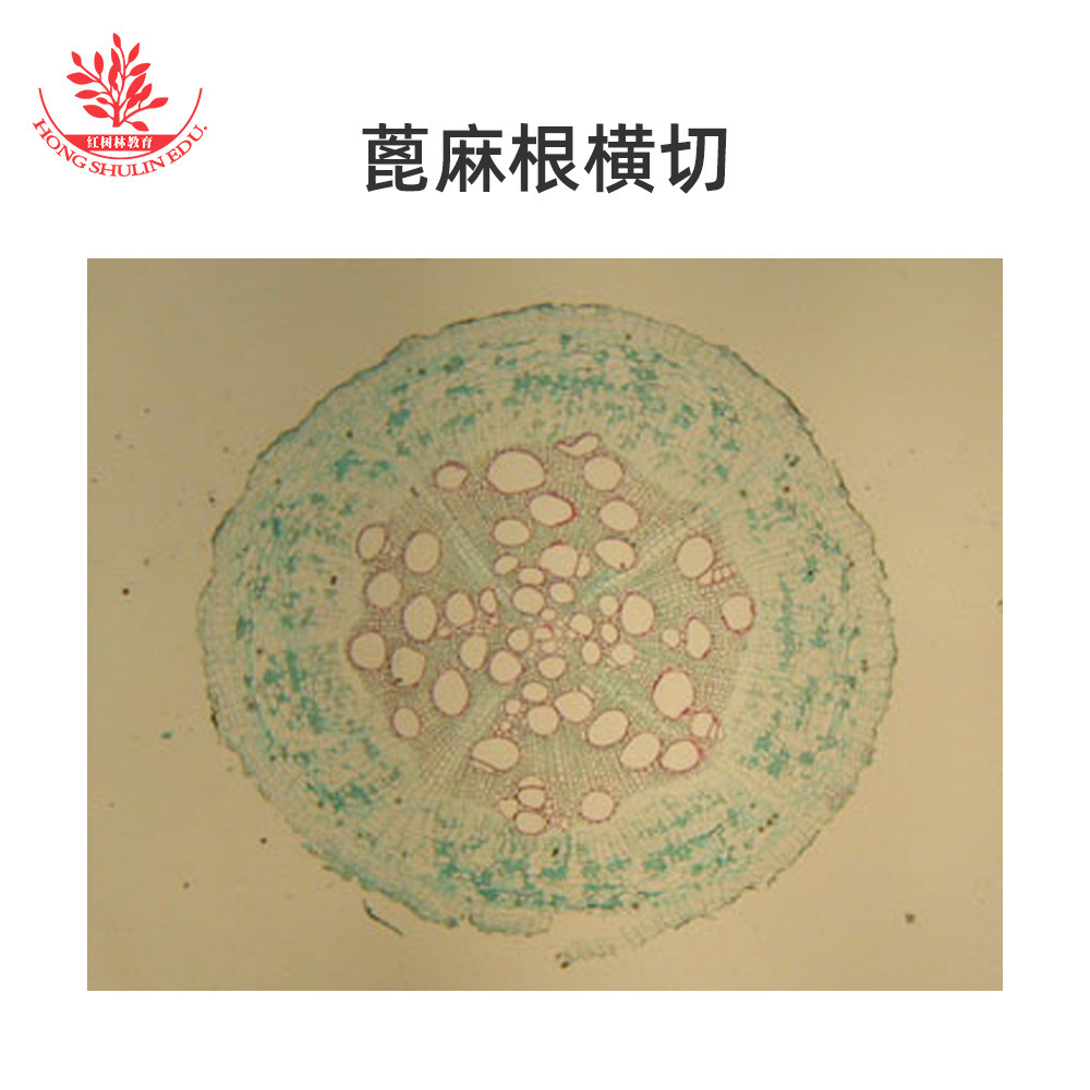 High-level standard scientific biological laboratory slices of high-light bacterial microbes with microscopes