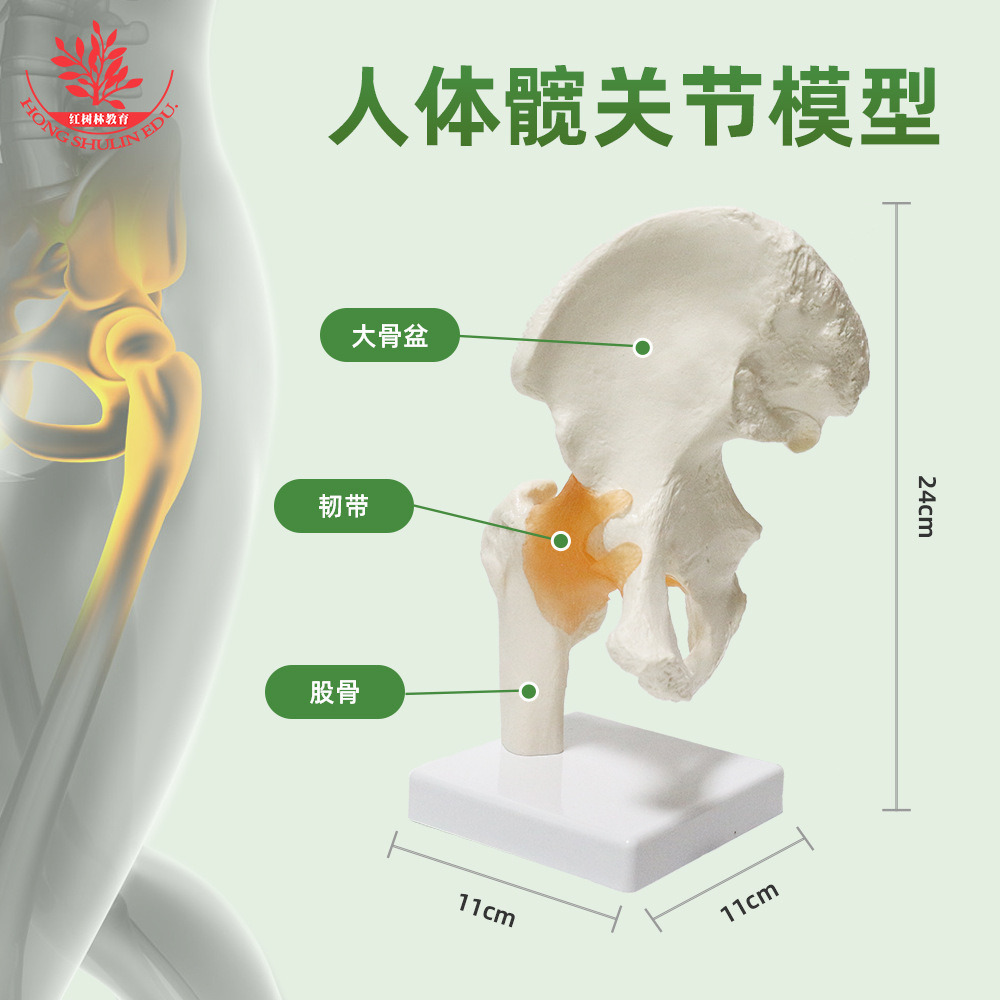 The human hip model FRT028 PVC material is taught with a functional adult hip joint.