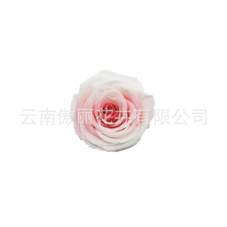 永生花/保鲜花/渐变玫瑰干花 云南昆明出口品质厂家批发定做5-6cm