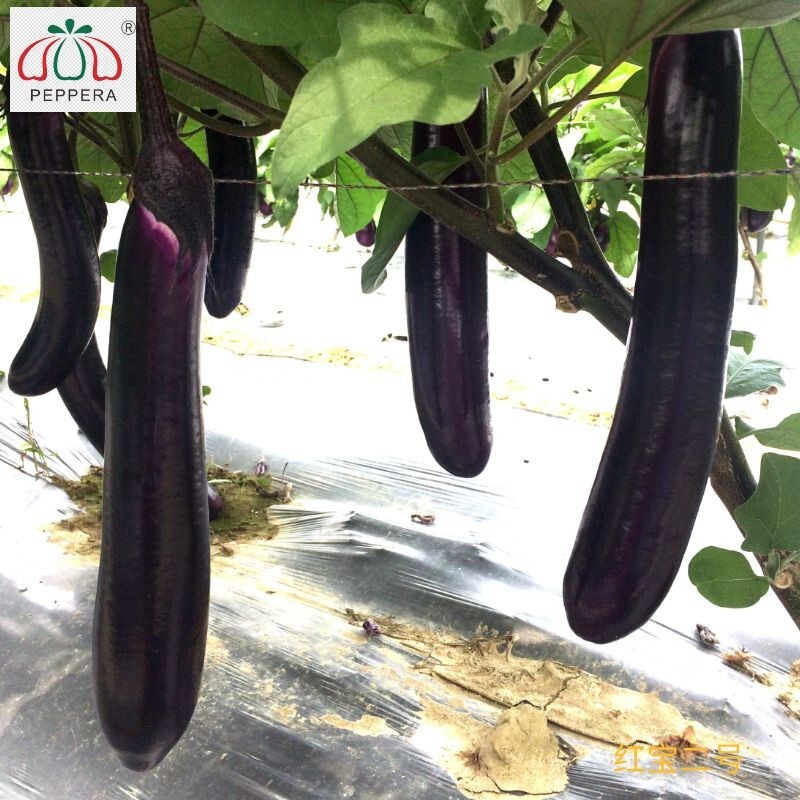 สวนสัตว์แดง 2 - ศึกษาเกี่ยวกับเมล็ดไข่ไข่ยาว รอบๆ 30 เซนติเมตร