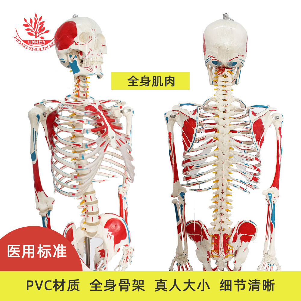 The body bone model is taught to draw 170 cm of colour with a body muscle.