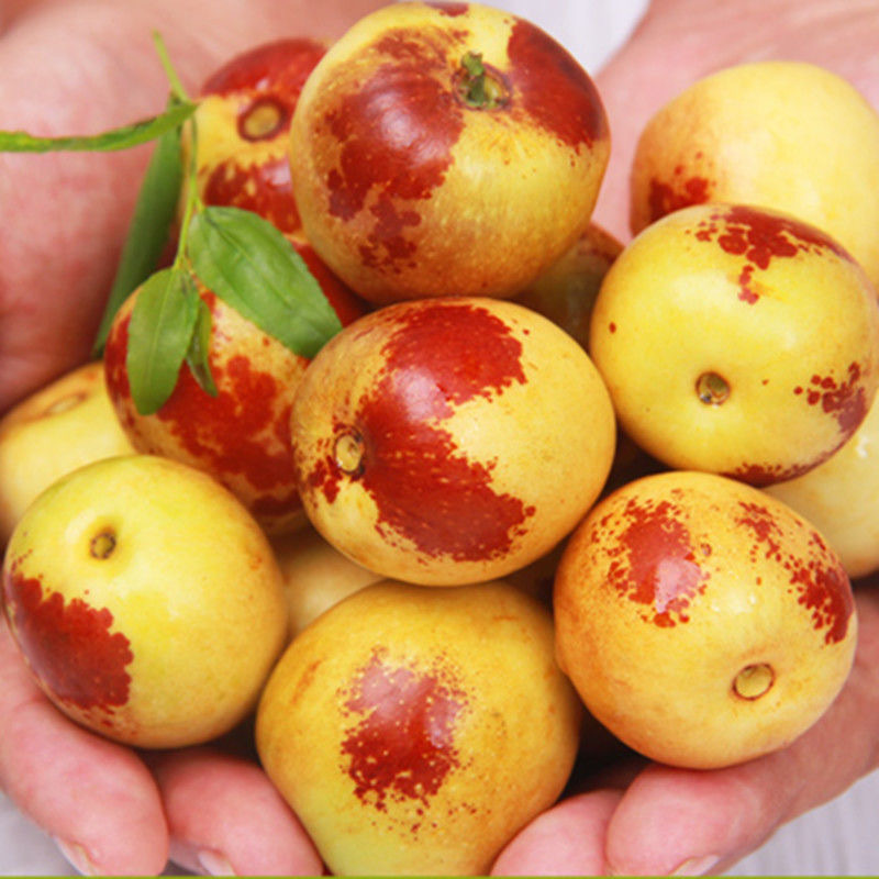 I'm picking up a big red date for a pregnant woman in the fresh season.