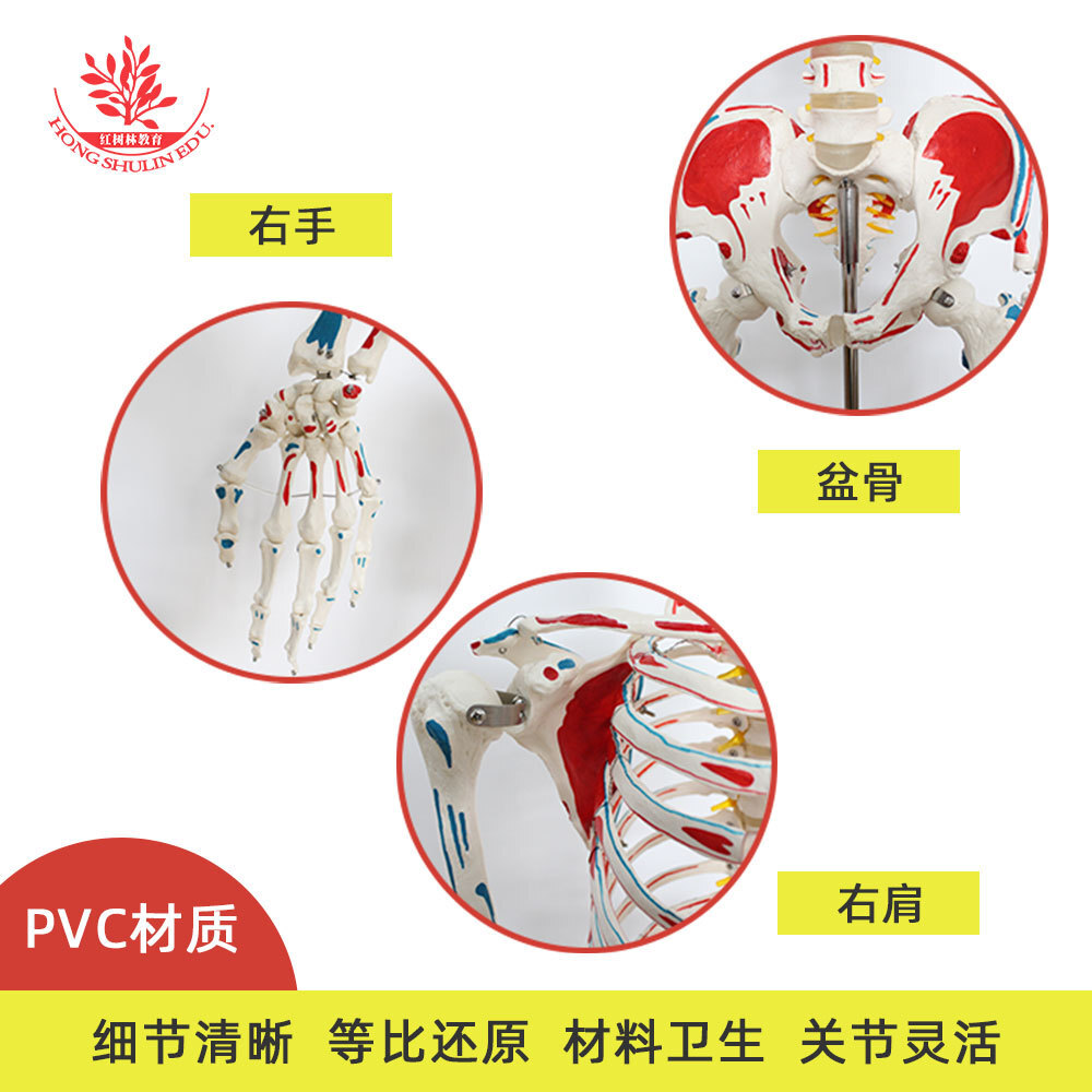 人體骨骼模型教學用帶全身肌肉起止手繪彩色170cm人體骨架模型