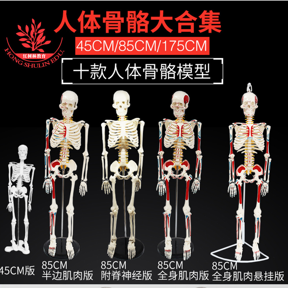 An adult bone-skull multi-skull-specific 45c85cm170cm human bone model.