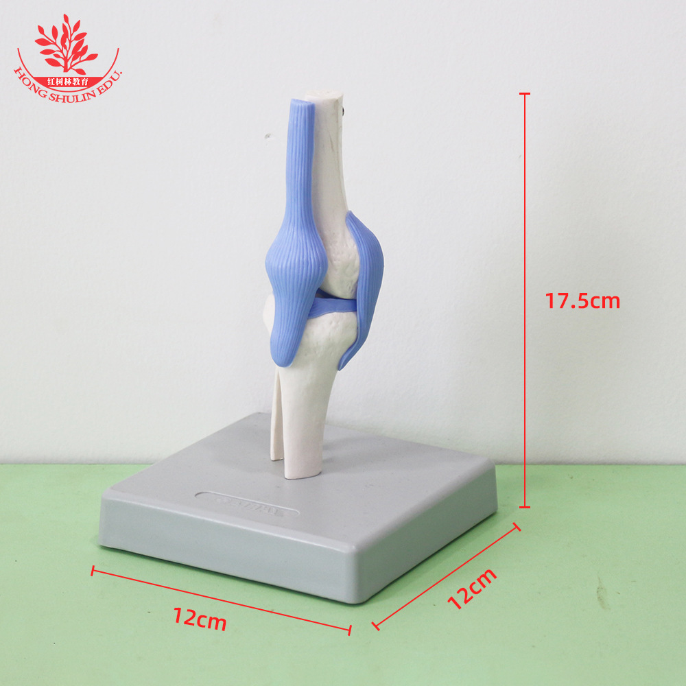 A medical teaching demonstration on the human natural knee joint model shows the arthropod model for patient communication.