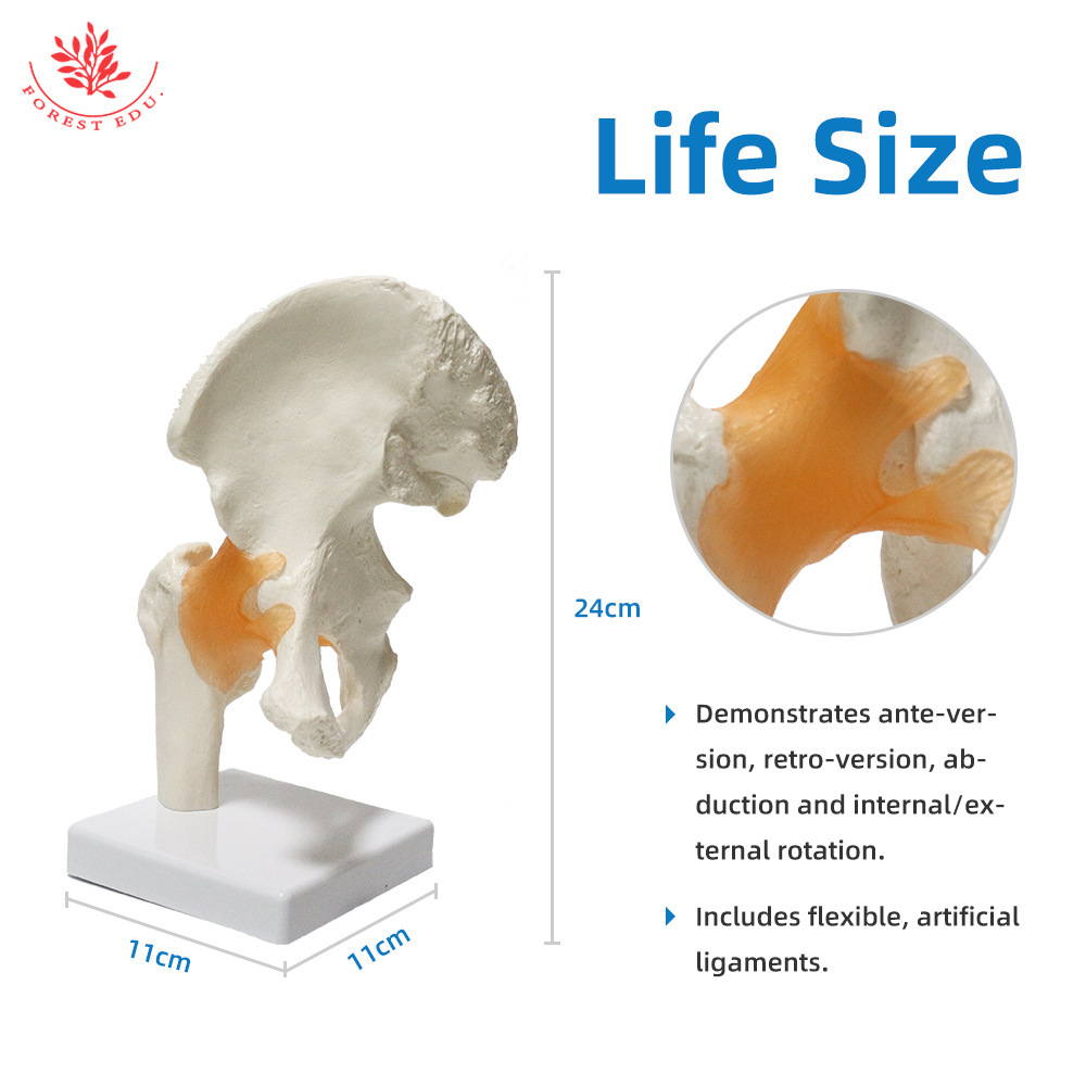 The human hip model FRT028 PVC material is taught with a functional adult hip joint.