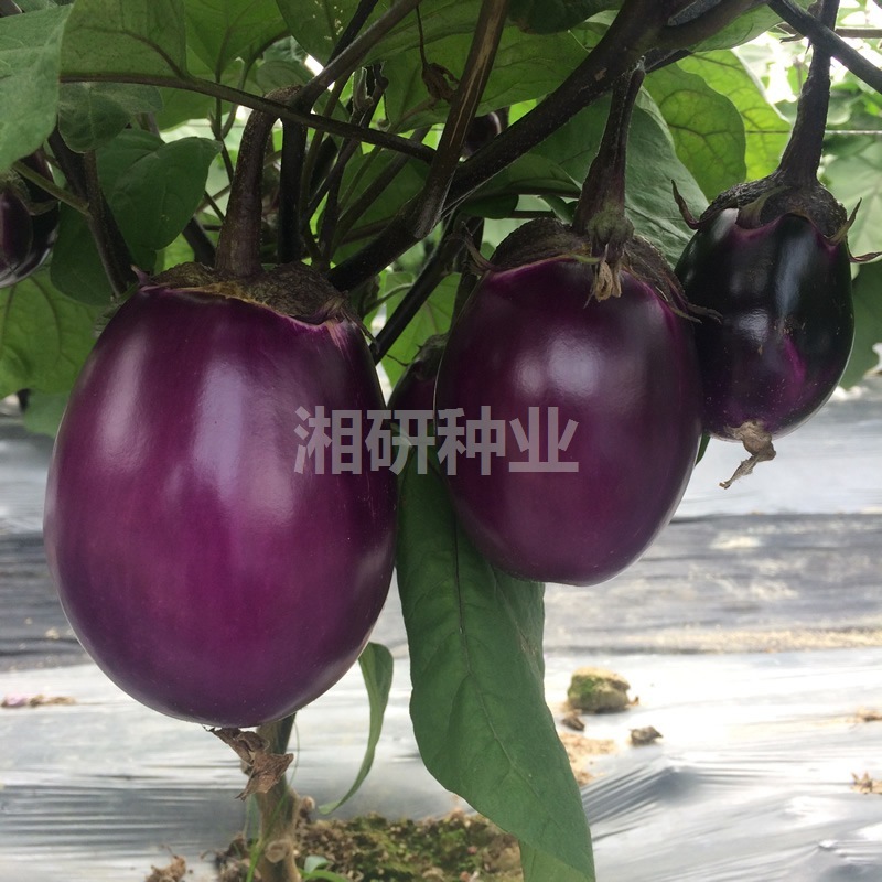 คอร์ดสีแดงในช่วงต้นของไข่สุกก่อน จะกลมเปลือกไข่ท้องถิ่น