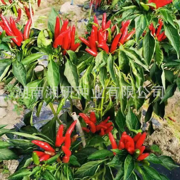 红爪二号-湘研河南河北山东山西种植7厘米簇生干制朝天椒