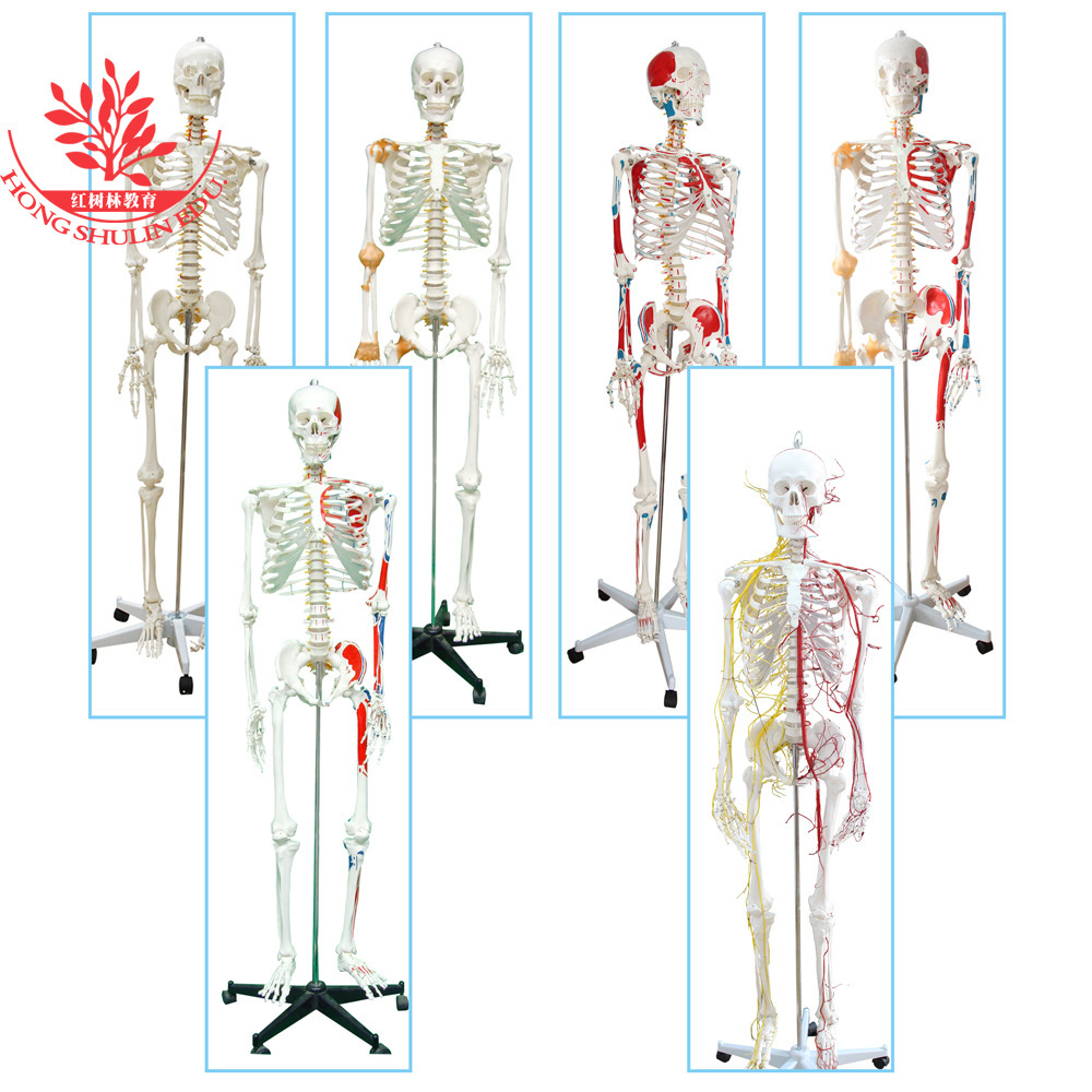 An adult bone-skull multi-skull-specific 45c85cm170cm human bone model.