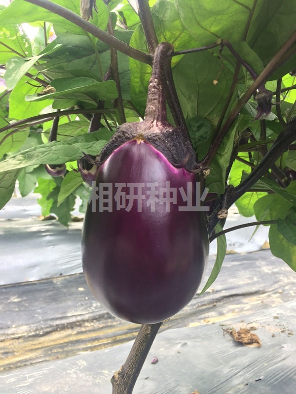 คอร์ดสีแดงในช่วงต้นของไข่สุกก่อน จะกลมเปลือกไข่ท้องถิ่น