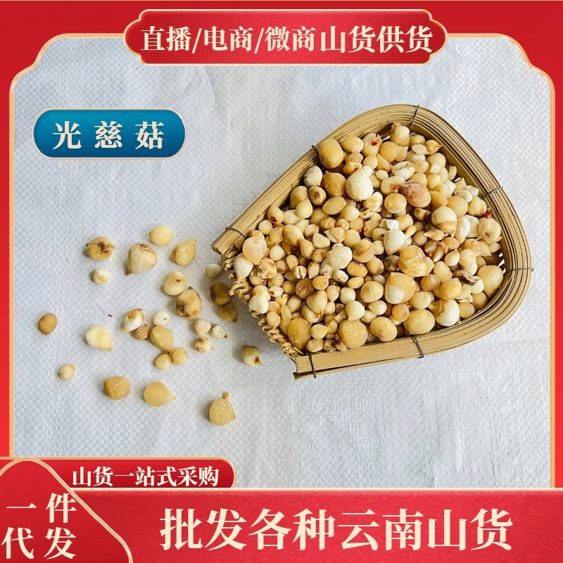 Ở núi Yunnan, một lô thuốc có thể cung cấp 500g nấm ánh sáng.