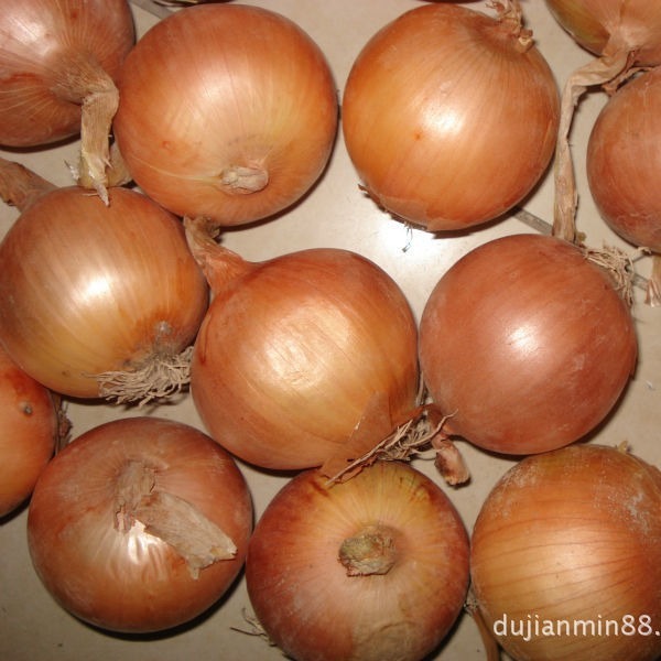 工厂常年直销供应5－8cm/7－10cm红洋葱和黄洋葱批发