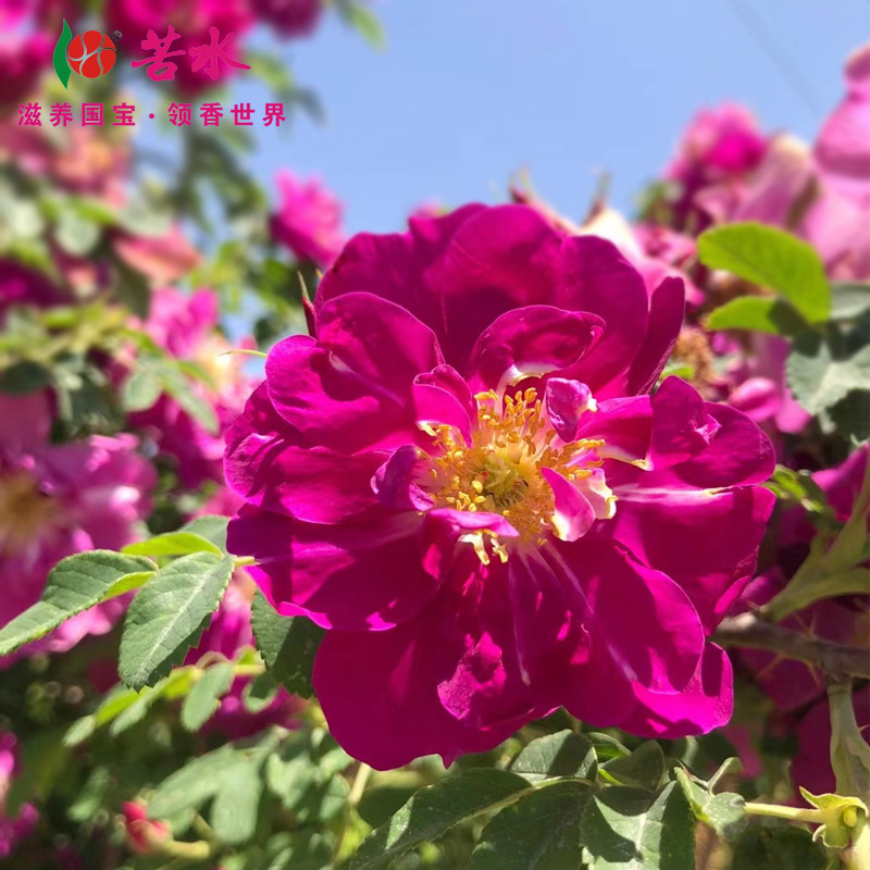 The rose crown of 3kg medicine is the same source of the natural velvet rose that produces tea and rose and herb tea.