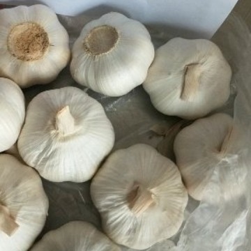 大蒜基地源头工厂直供普白大蒜，纯白大蒜，承接出口大蒜订单、