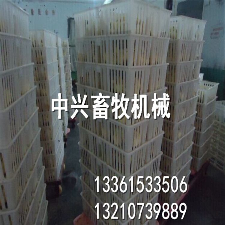 Multi-specified transport vans, chicken basket factory, square multi-coloured duck baskets.