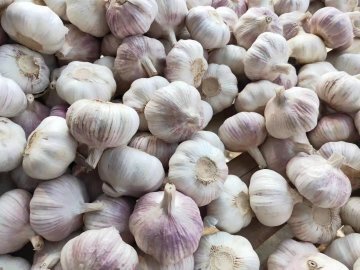 大蒜产地批发蒜米料，专业承接大蒜出口订单，做大蒜出口的公司