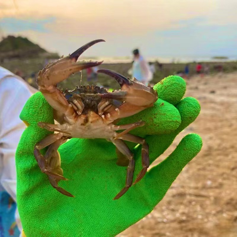 兒童趕海抓蟹防扎專用手套男童女童防咬防刺扎沙灘抓螃蟹防護工具