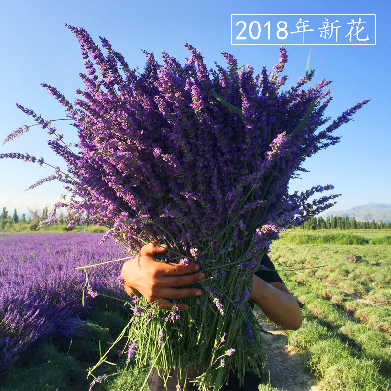 新疆伊犁薰衣草干花束天然永生干花真花客厅家居花瓶摆设源头批发