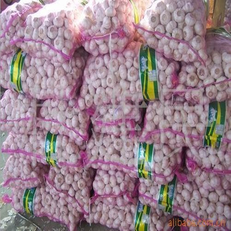 金乡大蒜源头工厂出租冷库、批发 白皮蒜 、红蒜，大量批发蒜头