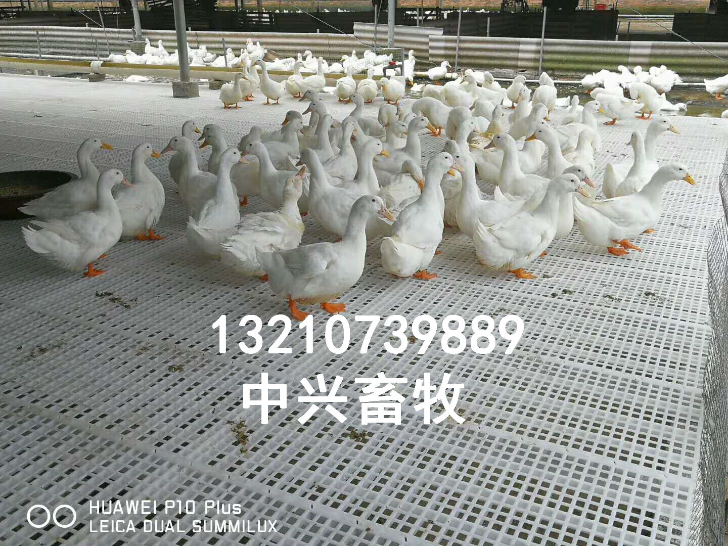 Rooster 사기그릇 120-50 오리 사기그릇 그물 침대 생산자