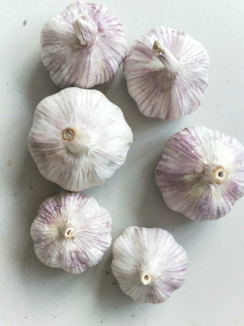 Garlic base, source factory, 2023 fresh garlic.