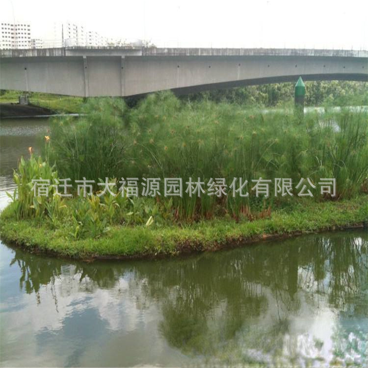 Cây cối cung cấp nhiều sợi nấm tùy chỉnh, sợi cây, đầm lầy, những hòn đảo nổi, những hòn đảo sinh thái.