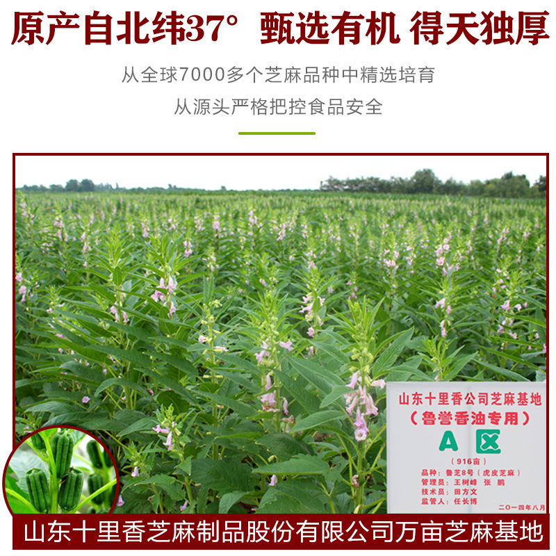 Dầu Sesame cũ của Rud.