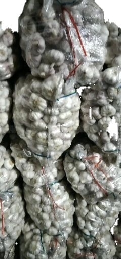 大蒜基地源头工厂直供普白大蒜，纯白大蒜，承接出口大蒜订单、