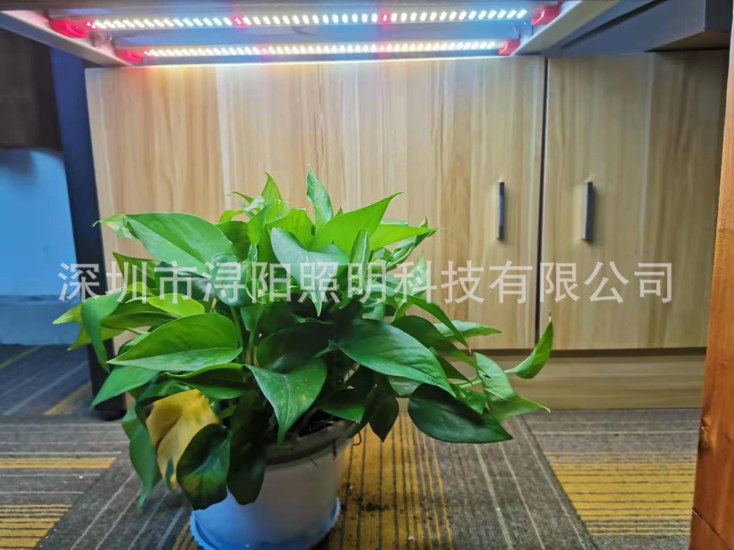 아마존 200W 300W Octopus 식물 램프, 2.4G 리모트, 시간 점화한 식물 램프.
