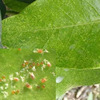 红蜘蛛螨虫增效助剂润湿渗透剂 柑橘玫瑰瓜果蔬菜用桶混增效剂