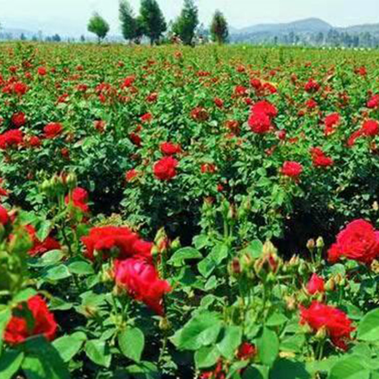 Một con nhện đỏ sinh sôi gấp đôi.