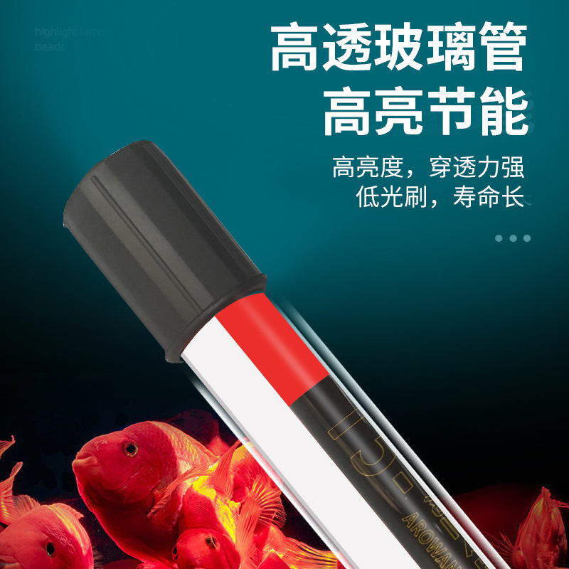 Đèn cá rồng được dùng để tăng thêm đèn lặn màu sắc.
