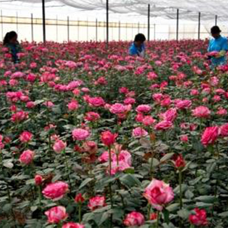 Một con nhện đỏ sinh sôi gấp đôi.