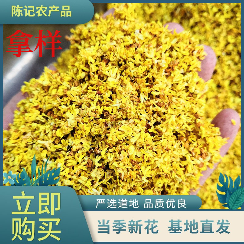 Cinnamon-dry tea, and Guangxi-gullint's fragrance-type new, artificially selected supply.