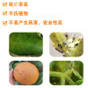 Tác nhân thuốc trừ sâu, bọ nhện đỏ, có ảnh hưởng tốt đến sự kết hợp chung giữa thực vật và cây ăn quả.