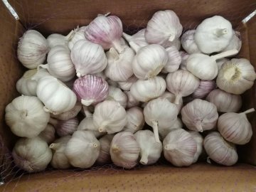 出口俄罗斯精品大蒜、高标大蒜、纸箱，网袋包装蒜头