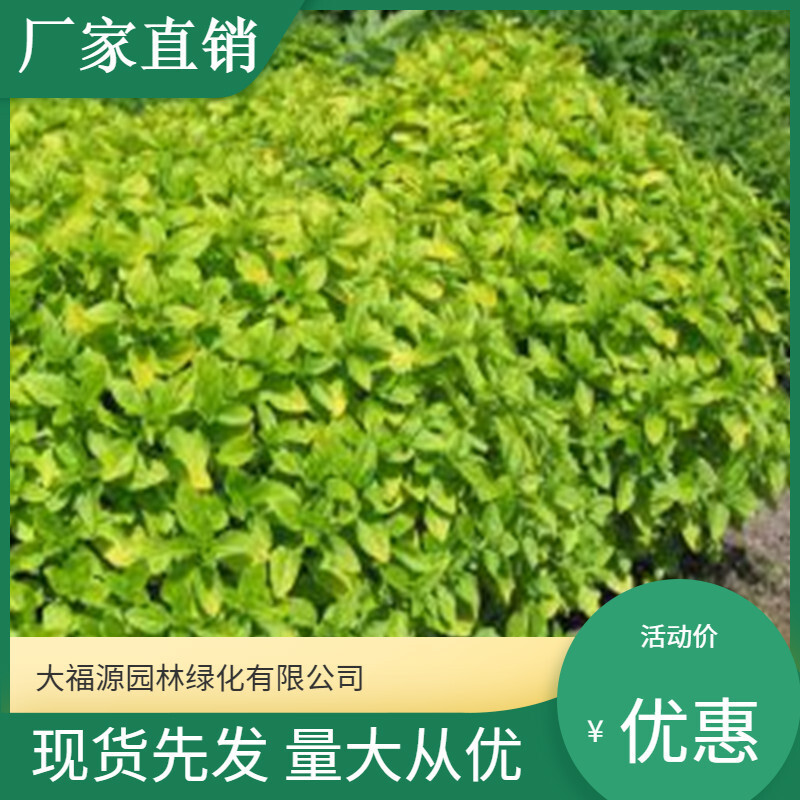 Căn cứ phân chia gia súc cho những con cá tầm nhỏ.