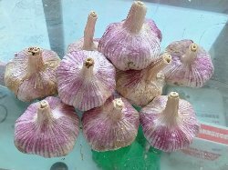 大蒜产地批发蒜米料，专业承接大蒜出口订单，做大蒜出口的公司
