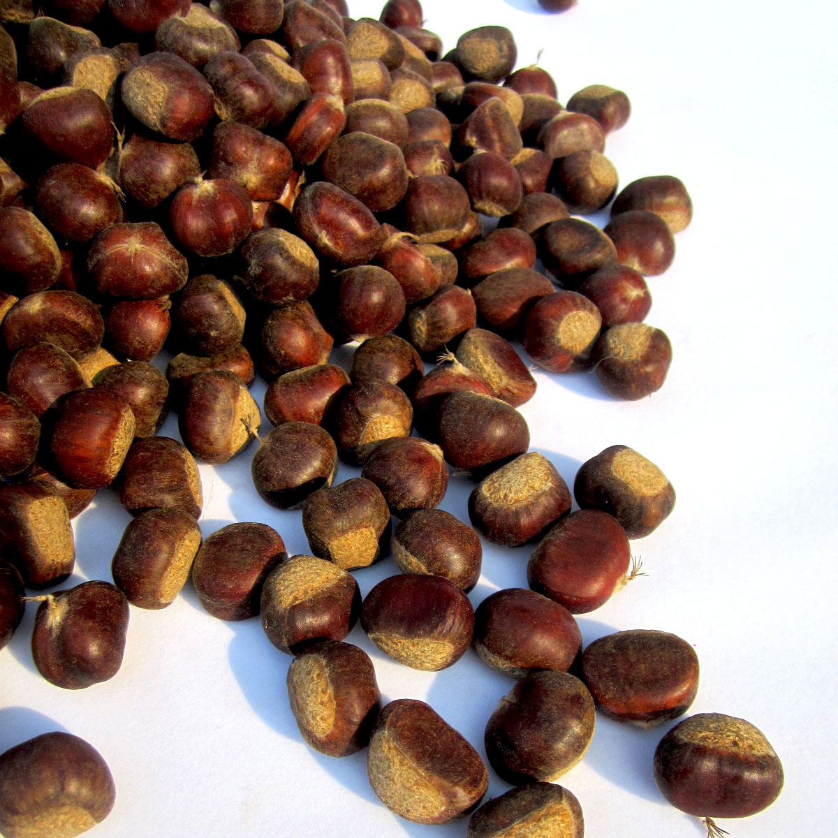 The factory's wholesale, and the old husks with the old husks are fresh, and the chestnuts are out there.