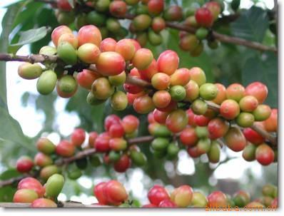 LONGBERRY Cà-phê, Sulawesi.