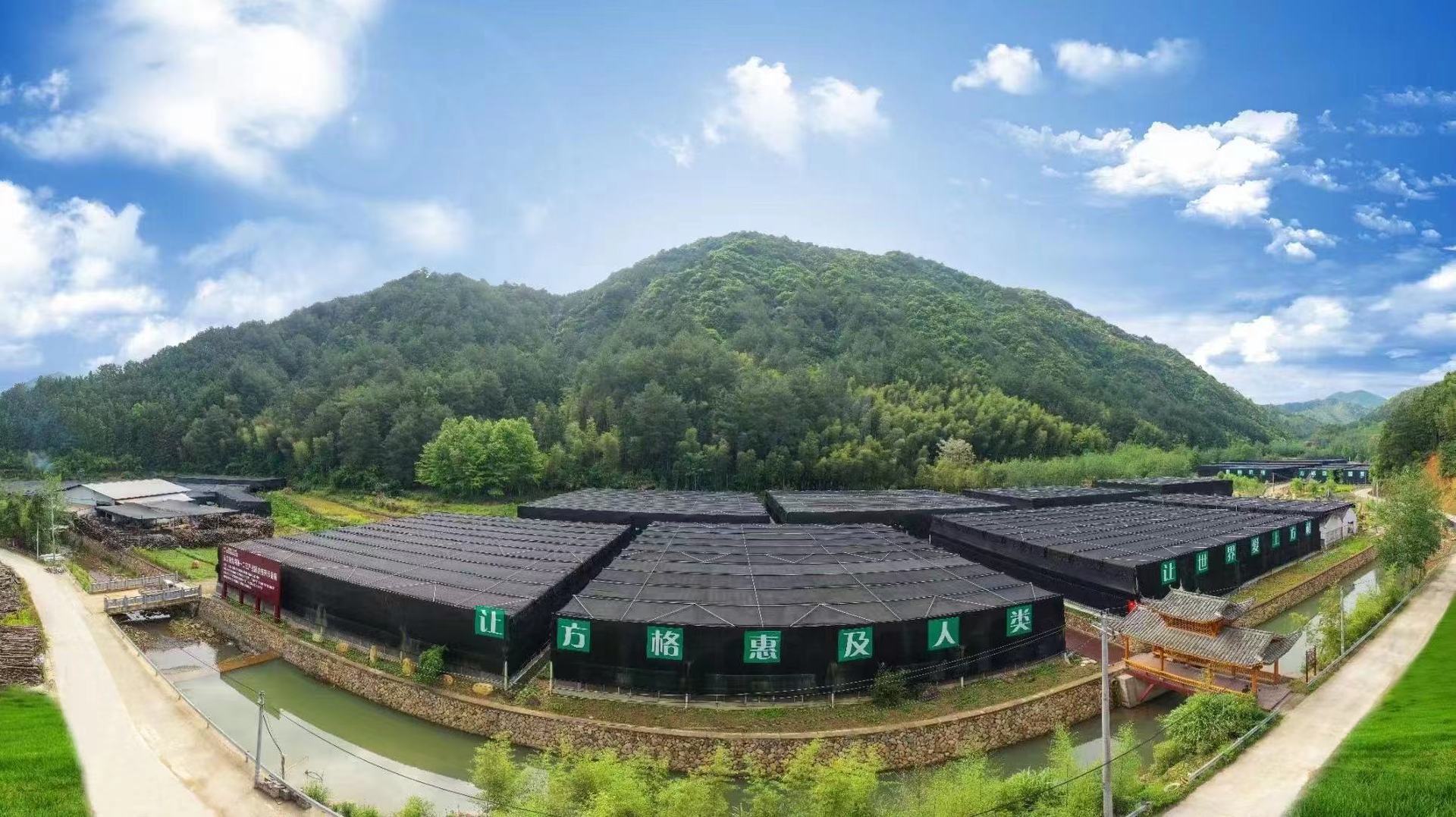 서부 비누 10-80% 서쪽 cucumber 추출