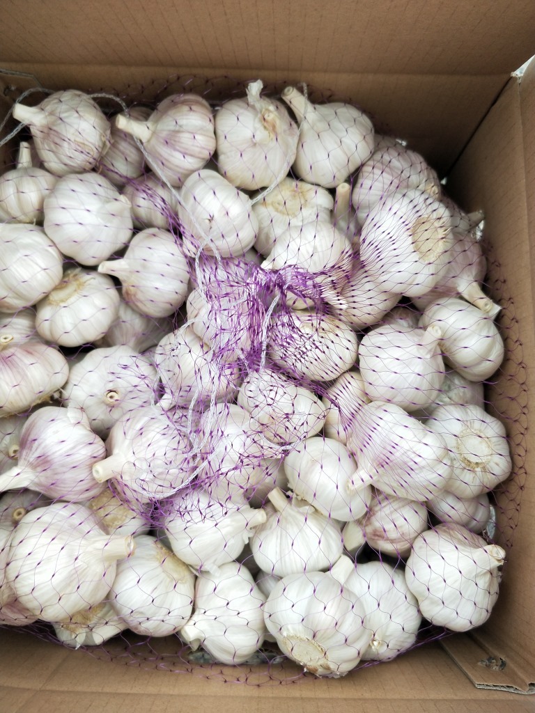Căn cứ tỏi cung cấp tỏi Nga, tỏi siêu thị Nga.