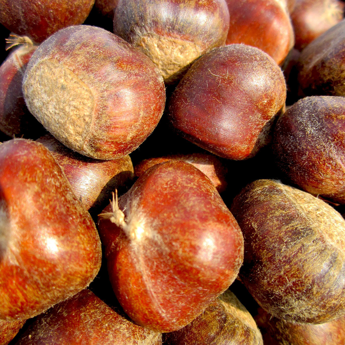 The factory's wholesale, and the old husks with the old husks are fresh, and the chestnuts are out there.