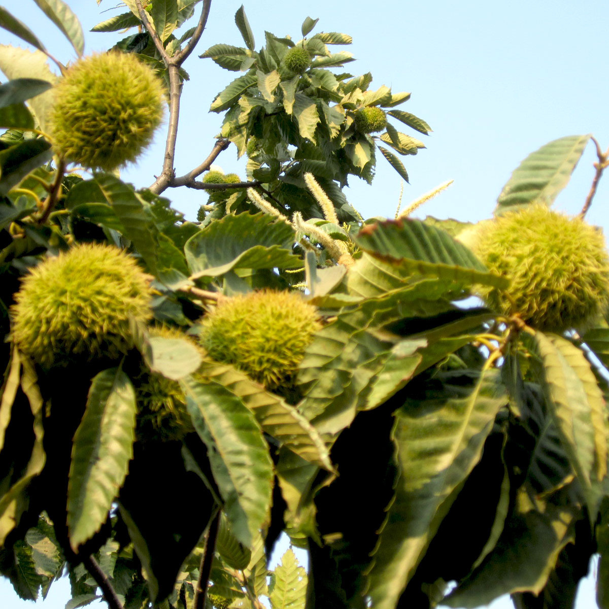 The factory's wholesale, and the old husks with the old husks are fresh, and the chestnuts are out there.