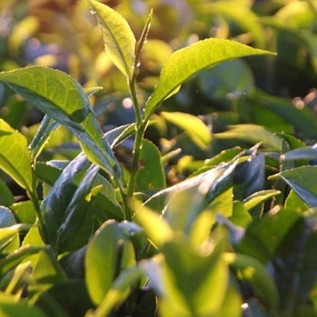 迪爾瑪 大吉嶺紅茶 袋茶 2g*100包/盒 斯里蘭卡原產 下午茶 早茶