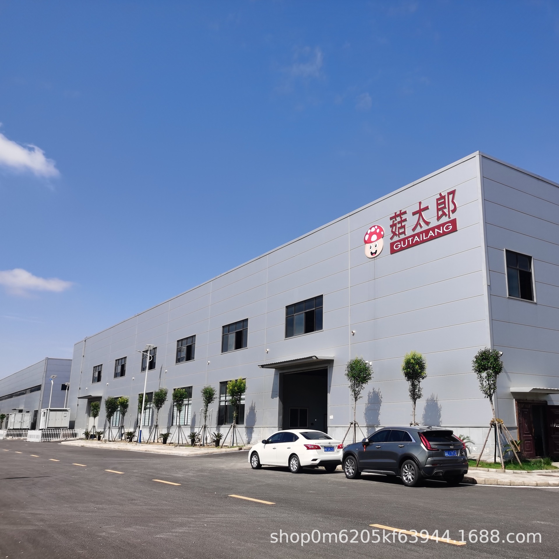 Kích cỡ của hai nấm khô bị mất nước ở nhà máy gốc có thể được xử lý để xuất khẩu