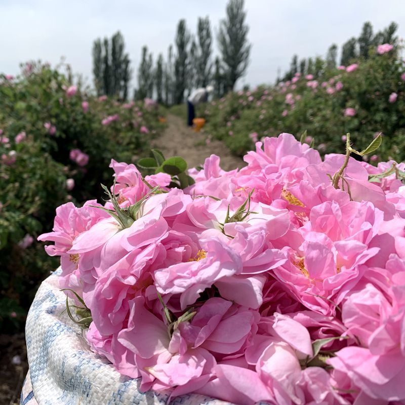 大马士革玫瑰精油新疆伊犁出口级结晶玫瑰单方纯精油无稀释无香精