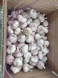 出口俄罗斯精品大蒜、高标大蒜、纸箱，网袋包装蒜头